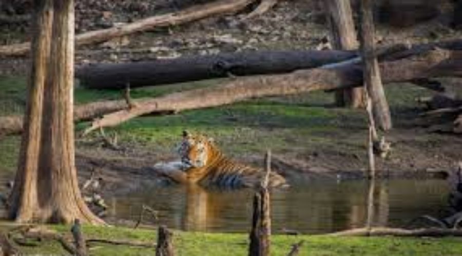 Pench National Park